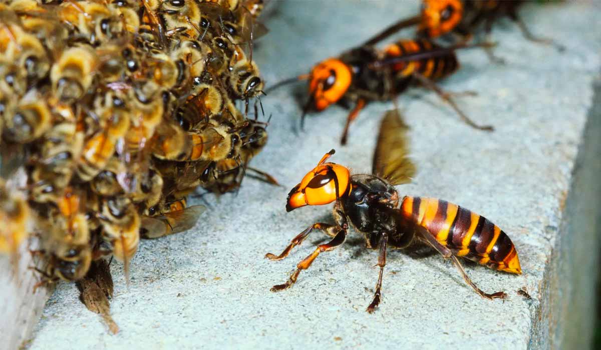 Guerra de Abelhas Apicultura Apicultor Vespa x Abelha